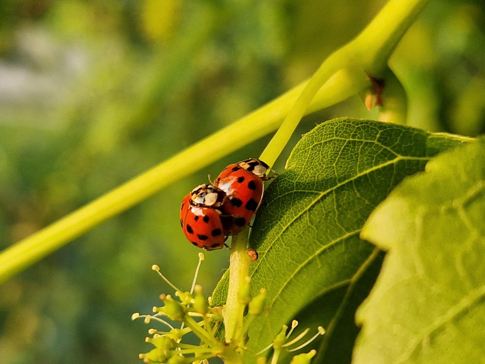 Garten 2 – Bienenbaum